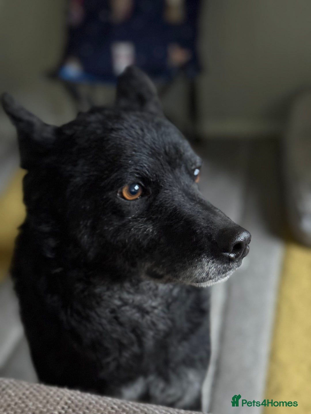 Mixed Breed dogs for adoption: Sweet Romeo Looking for LOVE - Advert 13