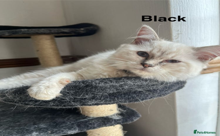 Ragdoll cats - Advert 4