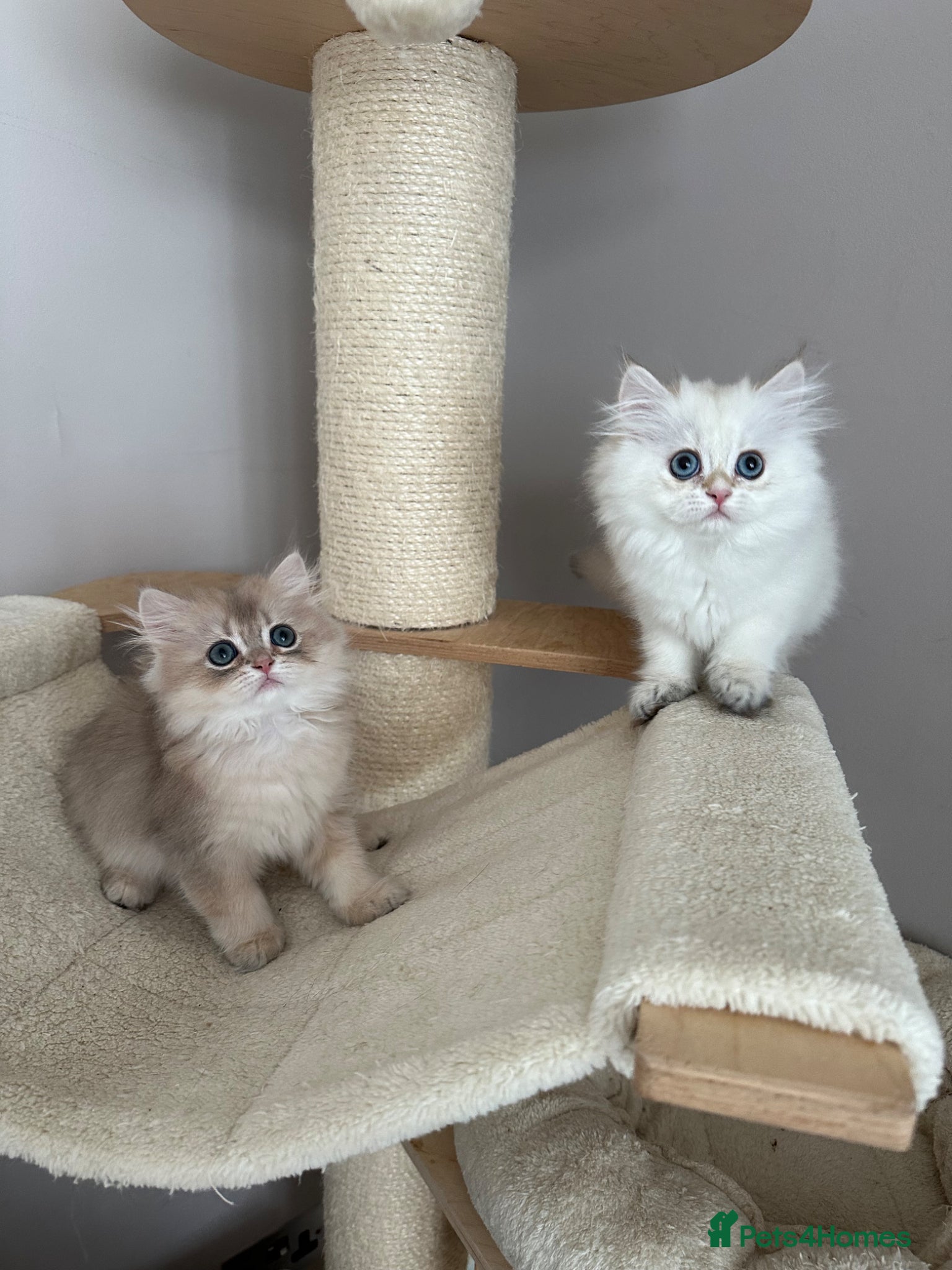 British Longhair cats British longhair little cuties - Advert 2