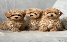 Maltipoo dogs for sale: 🐶✨ Adorable Maltipoo Puppies Ready - Image 4