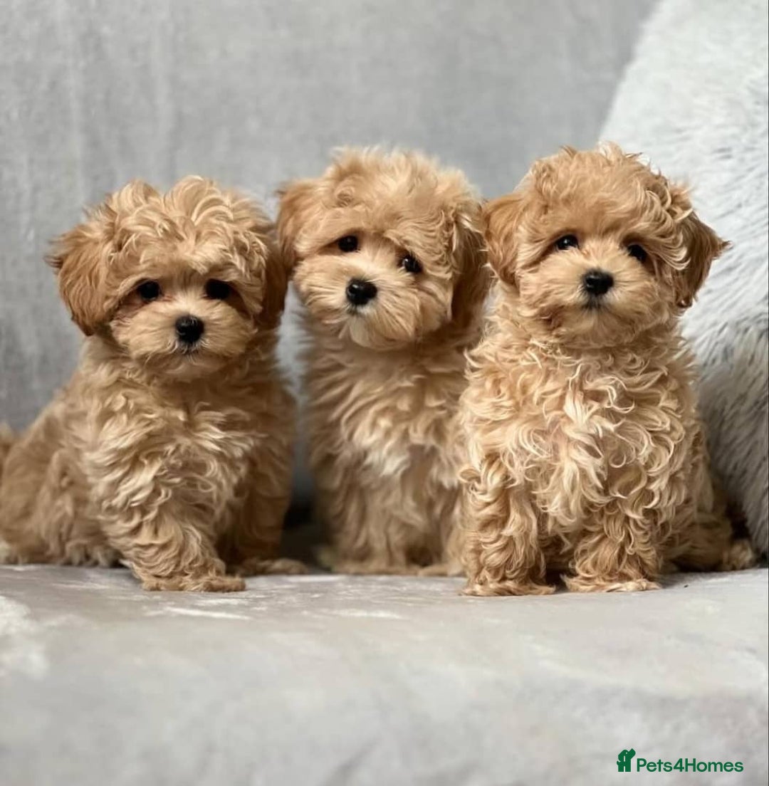 Maltipoo dogs for sale: 🐶✨ Adorable Maltipoo Puppies Ready - Image 4
