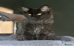 Maine Coon cats for sale:  Tica active registered Beauitful big kittens  in Wednesbury - Image 7