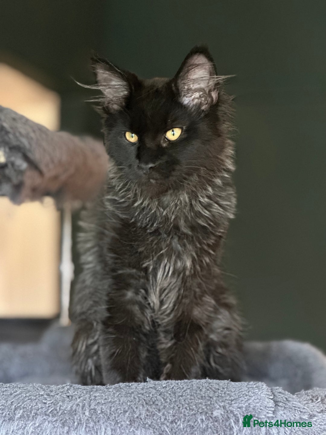 Maine Coon cats for sale:  Tica active registered Beauitful big kittens  in Wednesbury - Image 7