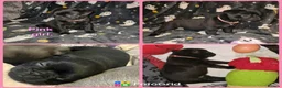 Frug dogs for sale: Beautiful frug puppies (5girls & 4boys) - Advert 13