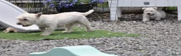 West Highland Terrier dogs for sale: West Highland Terrier Puppy Girls - Advert 10