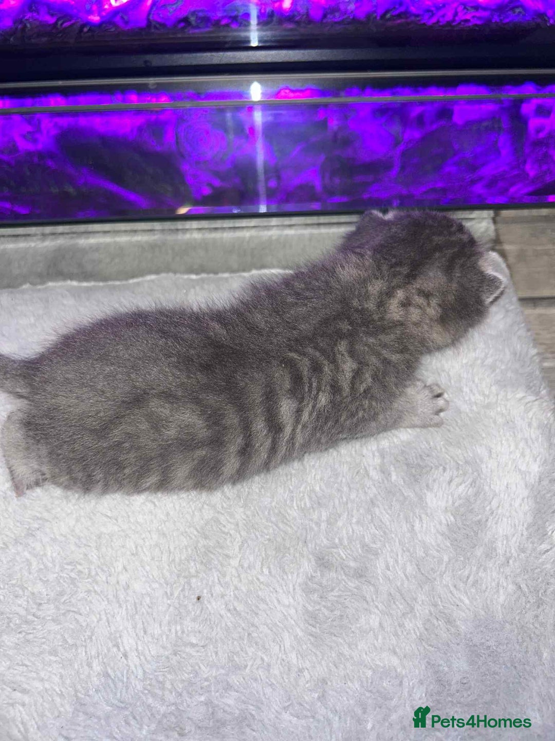 Domestic Shorthair cats for sale: Adorable Kittens! 🐾 - Image 16