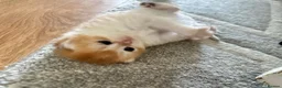 British Shorthair cats for sale: Gorgeous GCCF registered British shorthair Gold. - Advert 8