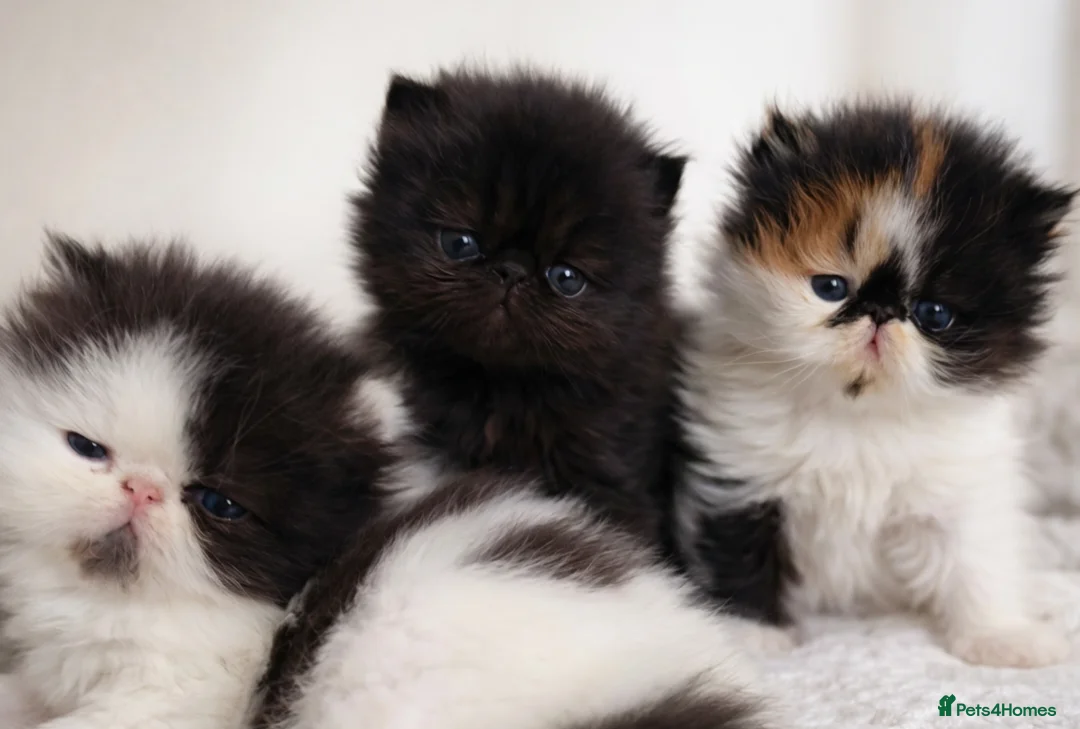 Persian cats for sale: Exotic Persian kittens  - Advert 5