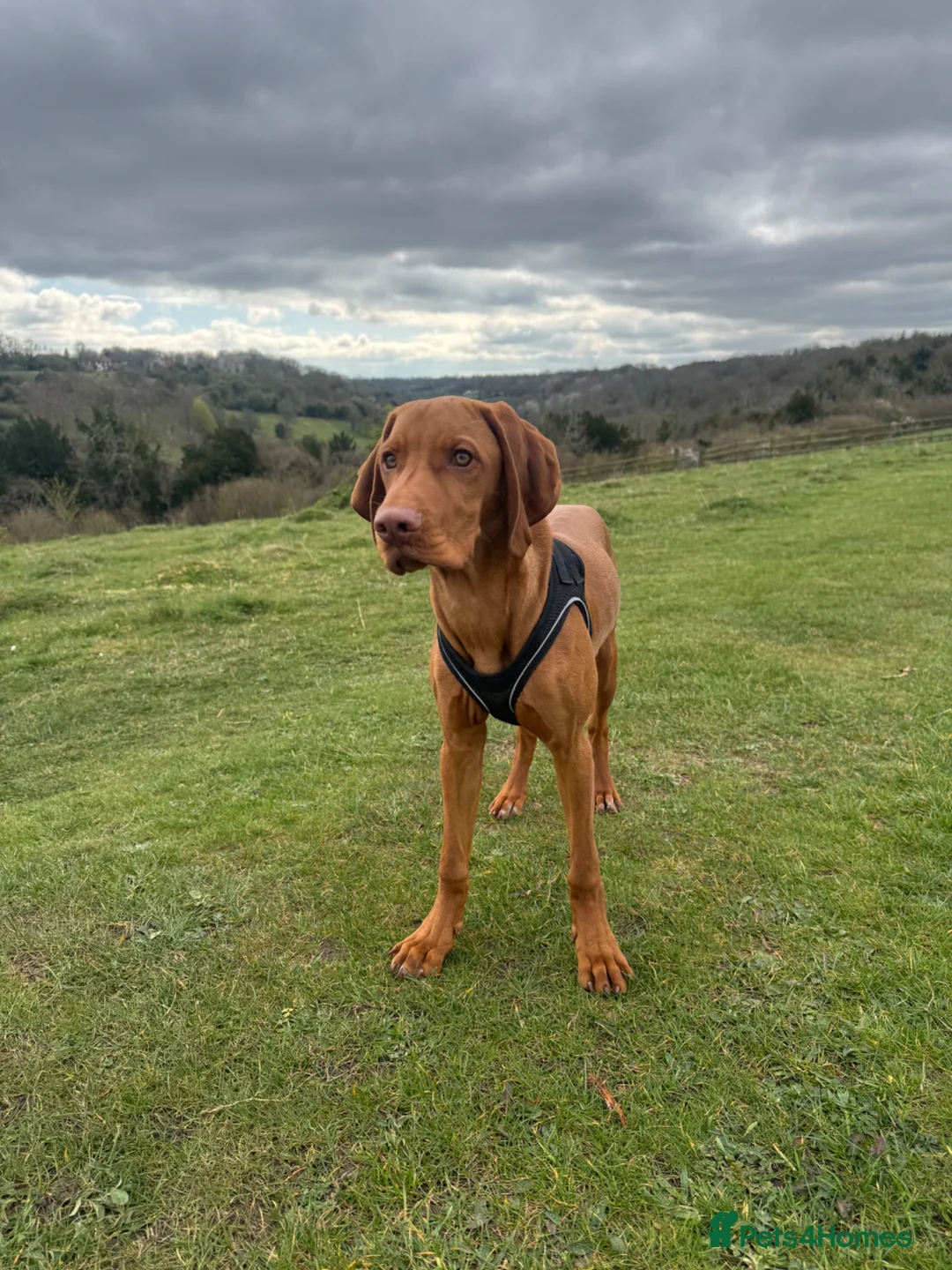 Hungarian Vizsla dogs for sale: 6 month old Hungarian Vizsla in Coulsdon - Advert 1