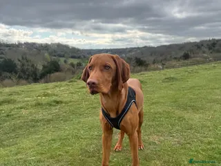 Hungarian Vizsla dogs 6 month old Hungarian Vizsla - Advert 1