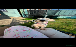 Mixed Breed dogs for sale: Nellie  - Image 3