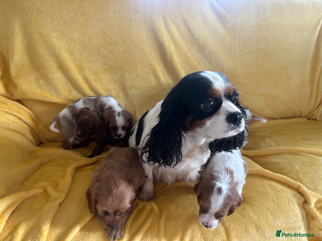 Cavapoo dogs for sale: Stunning cavapoos  - Advert 2