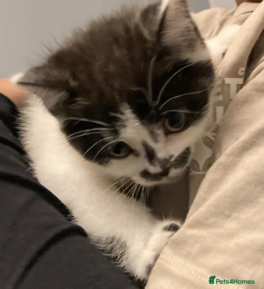 Mixed Breed cats for sale: Little British shorthair mix girl - Advert 5