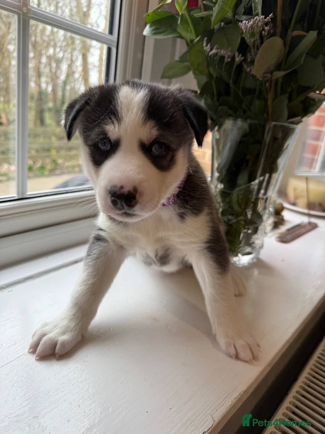 Siberian Husky dogs for sale: Gorgeous, Healthy & Fully Insured Siberian puppies in Stanmore - Advert 35