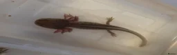 Axolotl reptiles for sale: Baby axolotls  - Advert 1