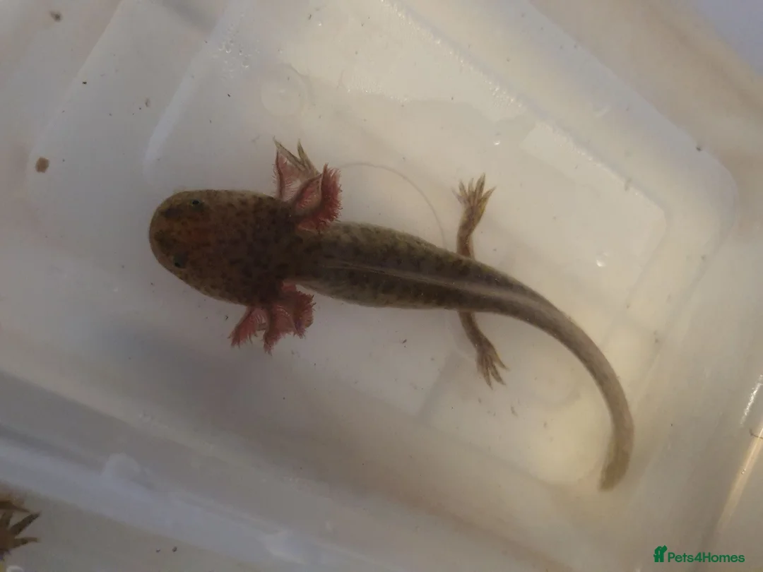 Axolotl reptiles for sale: Baby axolotls  - Advert 1