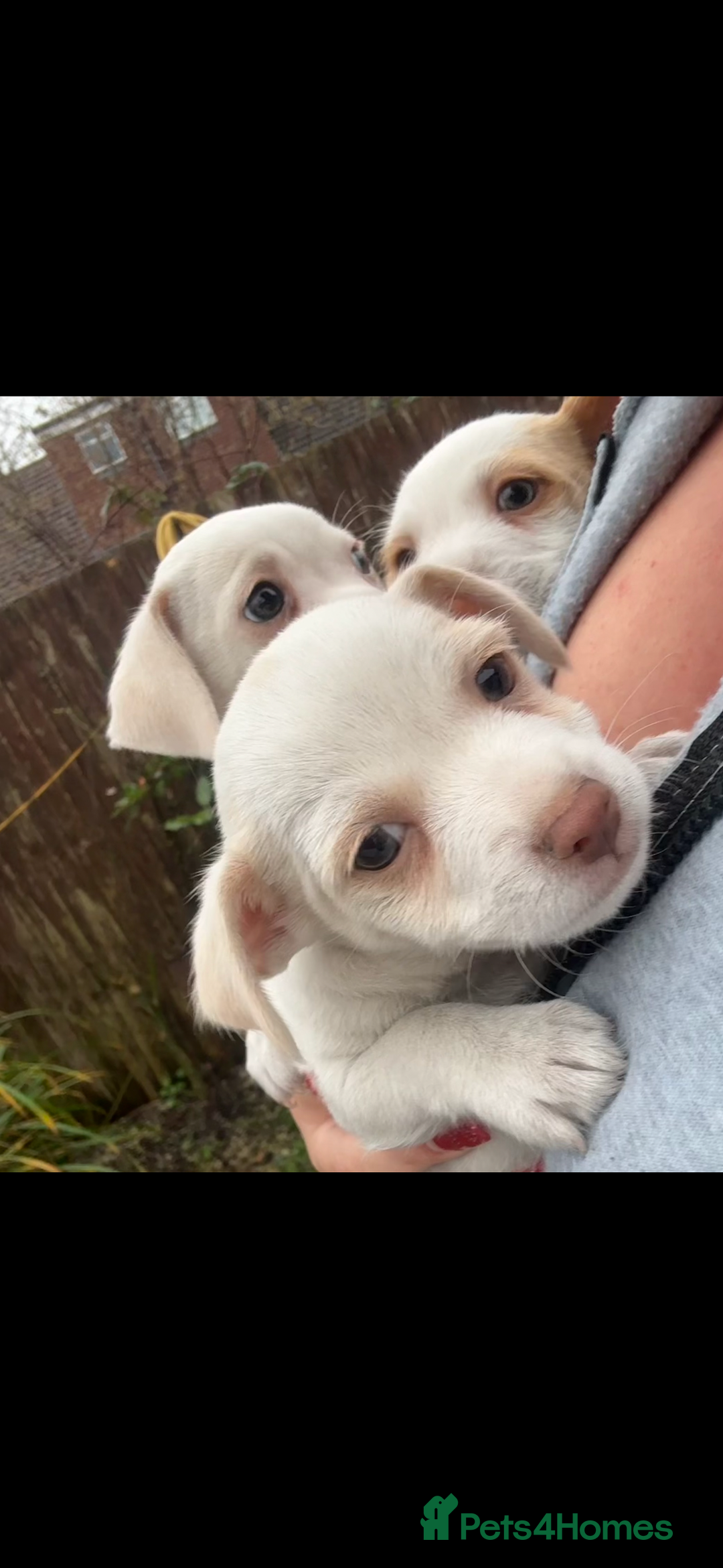 Jack Russell dogs for sale: Jack Russell puppy’s  - Advert 5