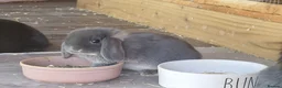 Mini Lop rabbits for sale: 5 gorgeous lopear bunnies - Advert 13