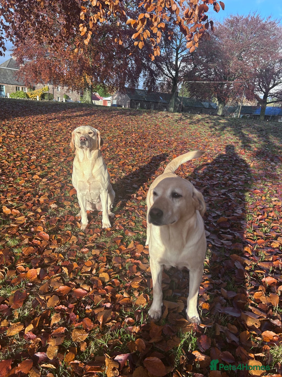 Labrador Retriever dogs for sale: Beautiful KC Reg Lab Pups - Advert 15