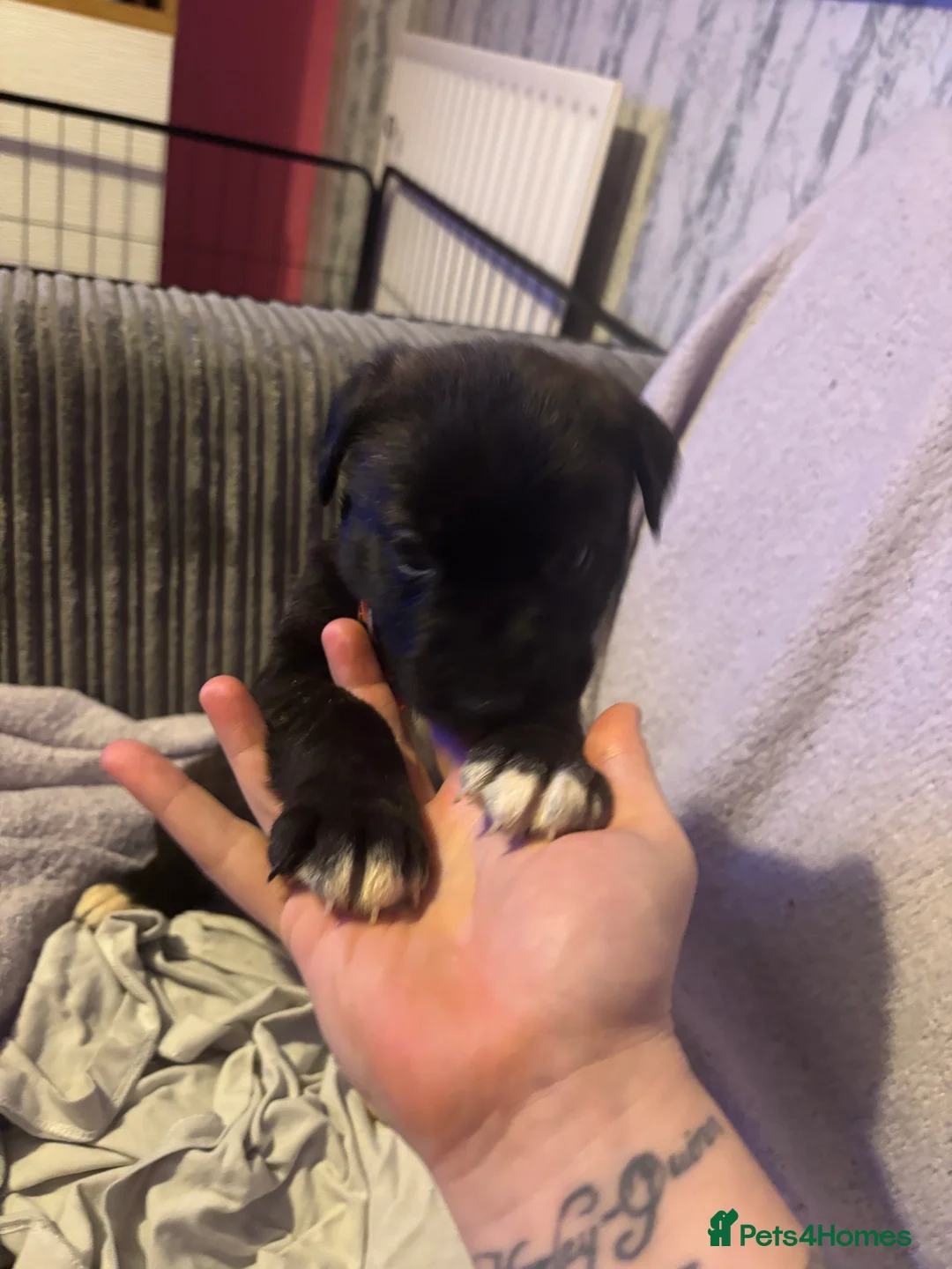 Mixed Breed dogs for sale: 10 beautiful puppies canecorso X huskyakita - Advert 8