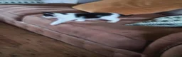 Mixed Breed cats for sale: Black and white kitten in Folkestone - Advert 4