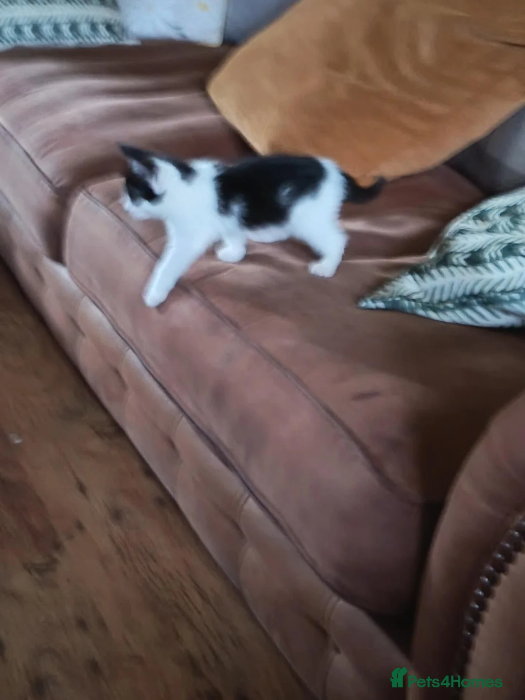 Mixed Breed cats for sale: Black and white kitten in Folkestone - Advert 4