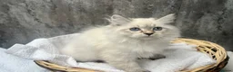 Siberian cats for sale: 💙💙Stunning GCCF Reg Siberian Babies💙💙 - Advert 4