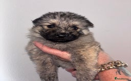 German Shepherd dogs for sale: Beautiful German Shepard puppies - Image 17