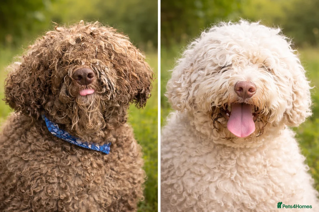 Lagotto Romagnolo dogs for sale: Lagotto Romagnolo - Advert 5