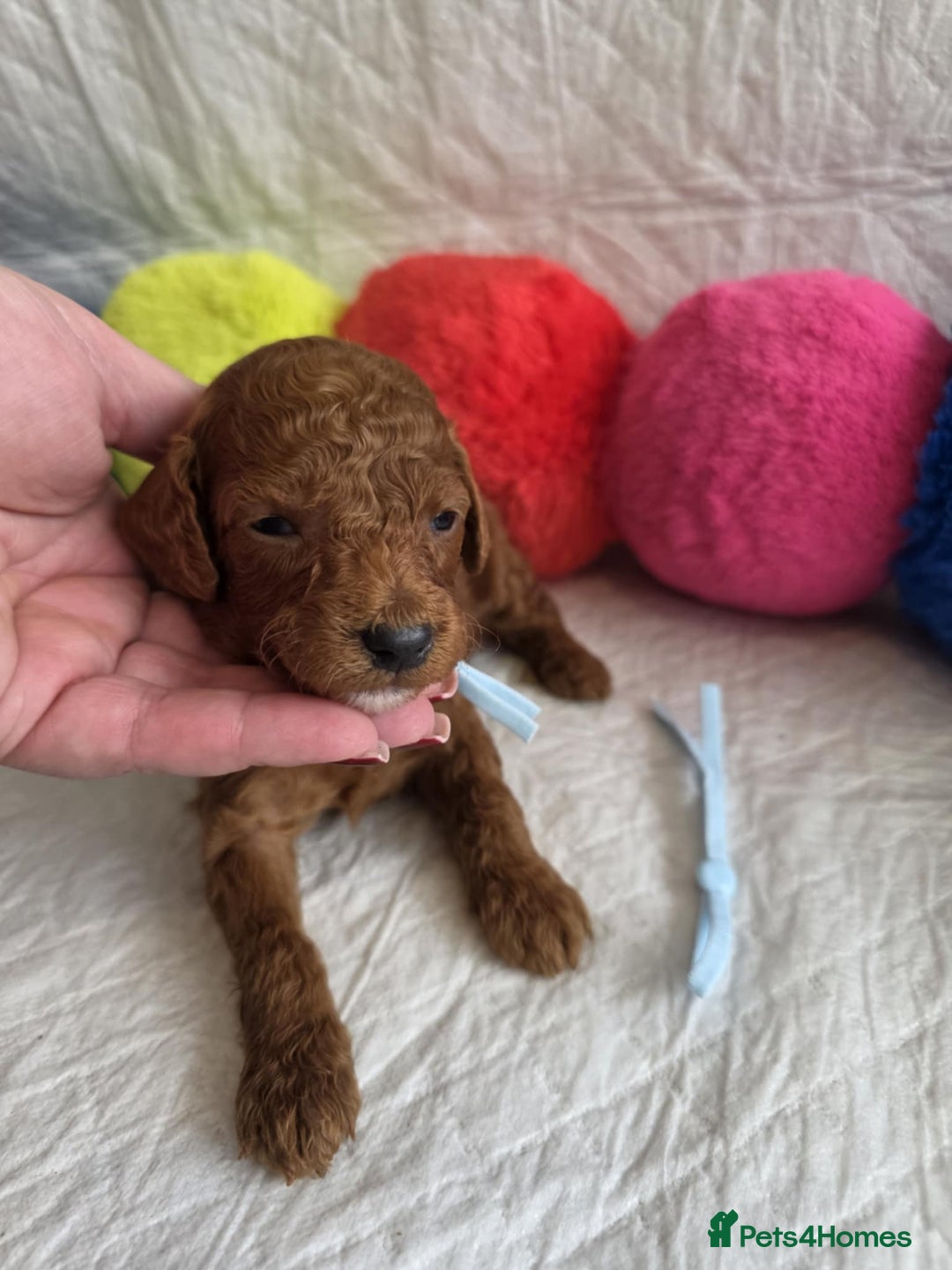 Mini Goldendoodle dogs for sale: 👑Superb Rare Toy/Mini Deepest Red Goldendoodles👑 - Image 14