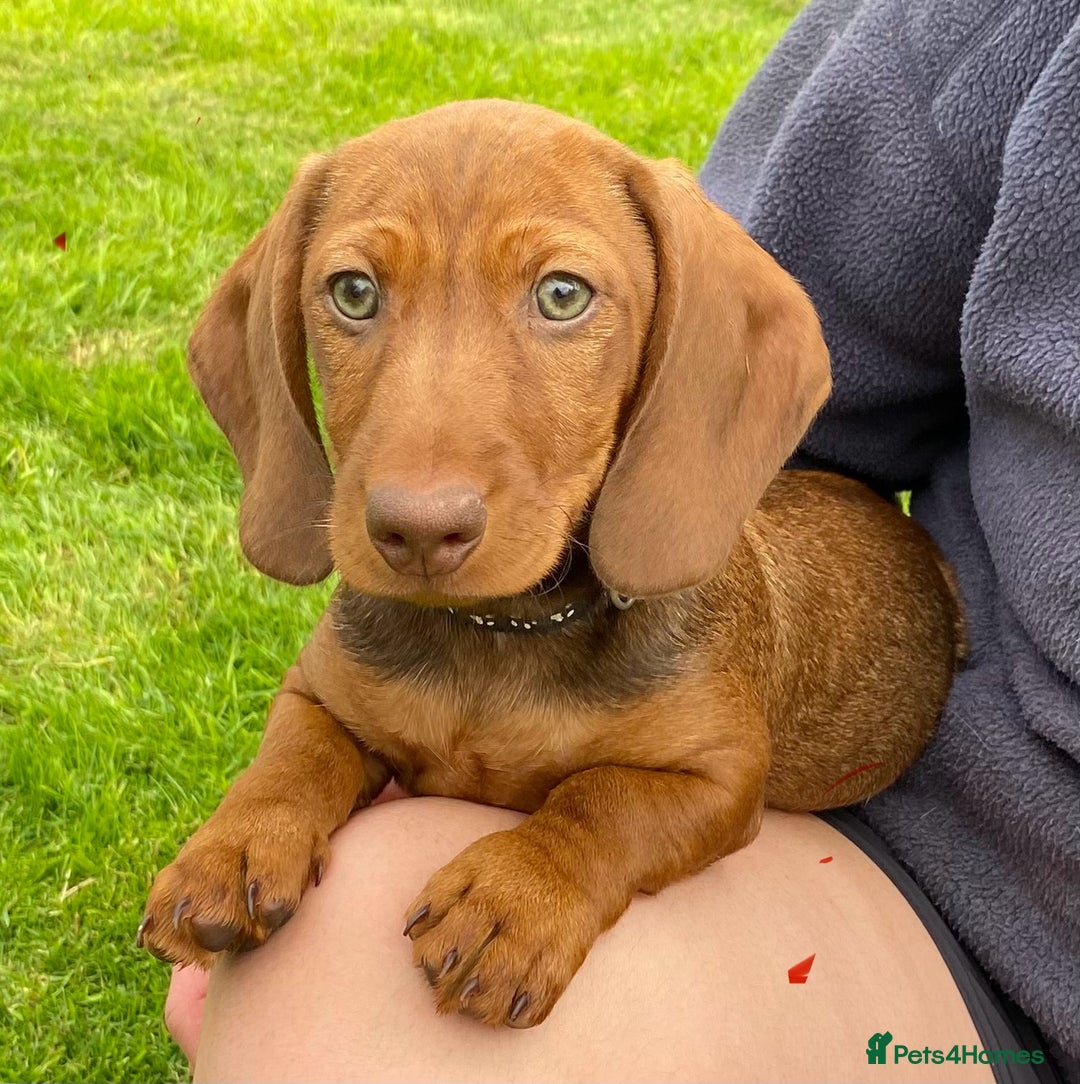 Dachshund dogs for sale: Stunning Dachshunds  - Image 10