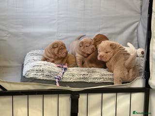 Shar Pei dogs Adorable Sharpei puppies for sale! - Advert 2