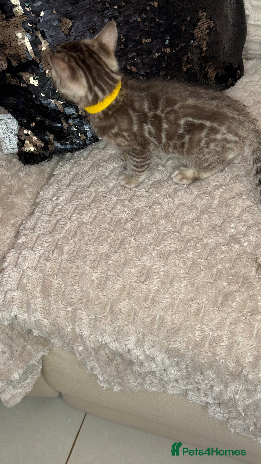 Bengal cats for sale: Pure Bengal kittens for sale  - Advert 5