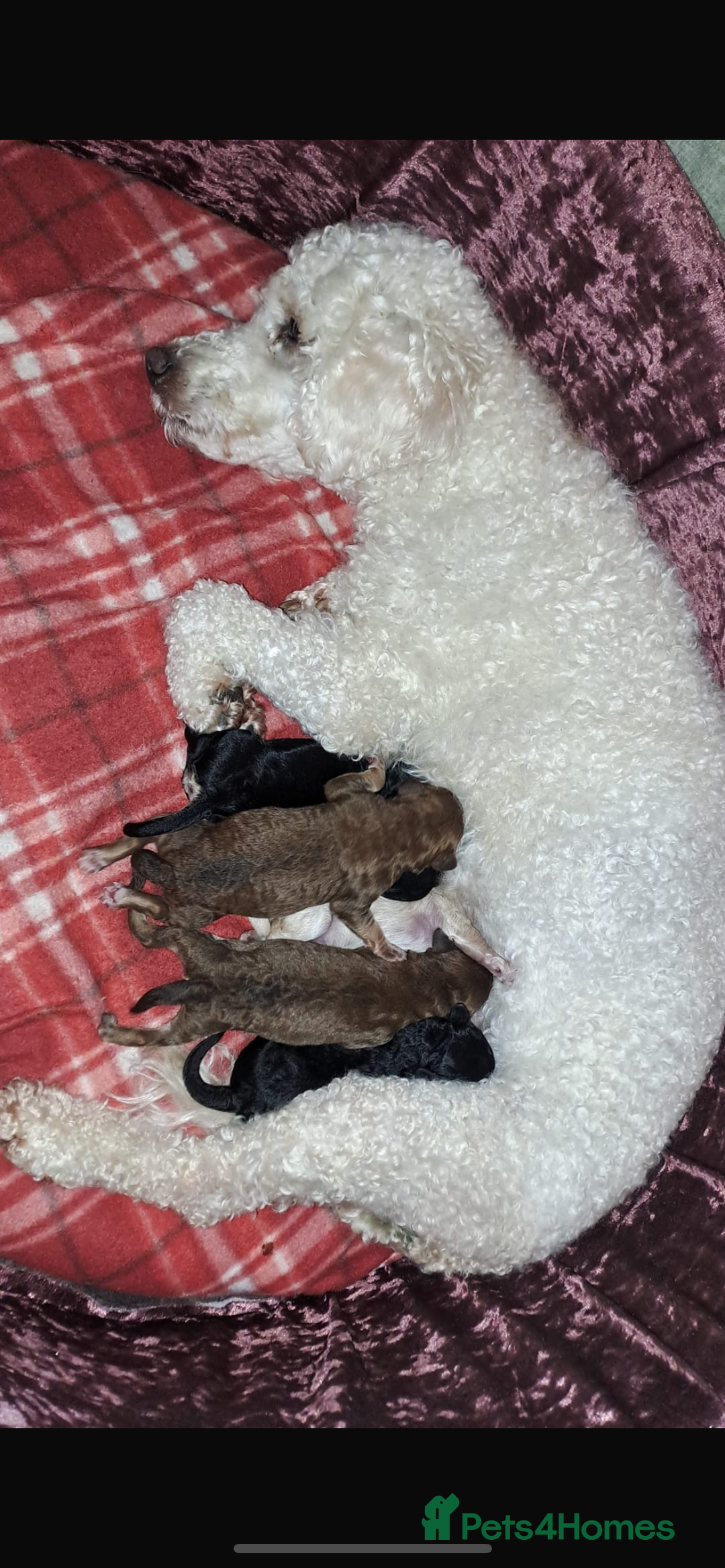 Toy Poodle dogs for stud: GRANDSON OF RICO! Health tested KC Toy Poodle Stud in Middlesbrough - Advert 17