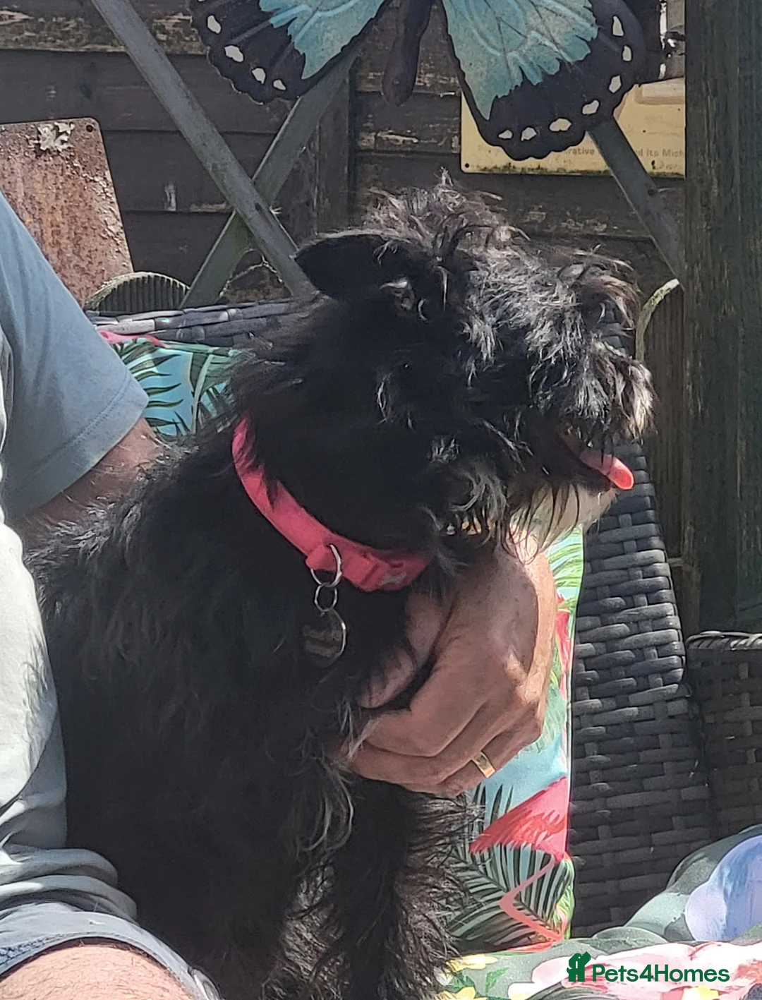 Mixed Breed dogs for adoption: TAMI 🐾🐾 - Advert 11