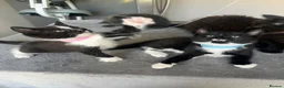 Mixed Breed cats for sale: Stunning Kittens Ready Now - Advert 32