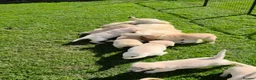 Golden Retriever dogs for sale: KC GOLDEN RETRIEVER PUPPIES  - Advert 19