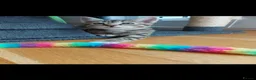 Mixed Breed cats for sale: 3 cute kittens for loving home - Advert 20
