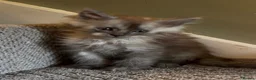 Maine Coon cats for sale: Maine coon kittens READY NOW in Dorking - Advert 4