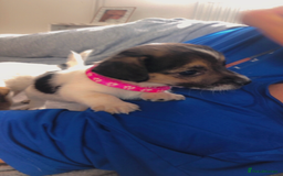 Jack Russell dogs for sale: 2 beautiful miniature jack Russell puppys - Image 8