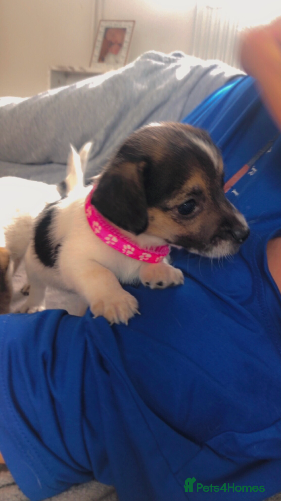 Jack Russell dogs for sale: 2 beautiful miniature jack Russell puppys - Image 8
