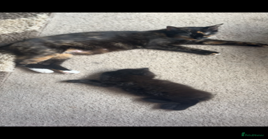 British Longhair cats - Advert 4