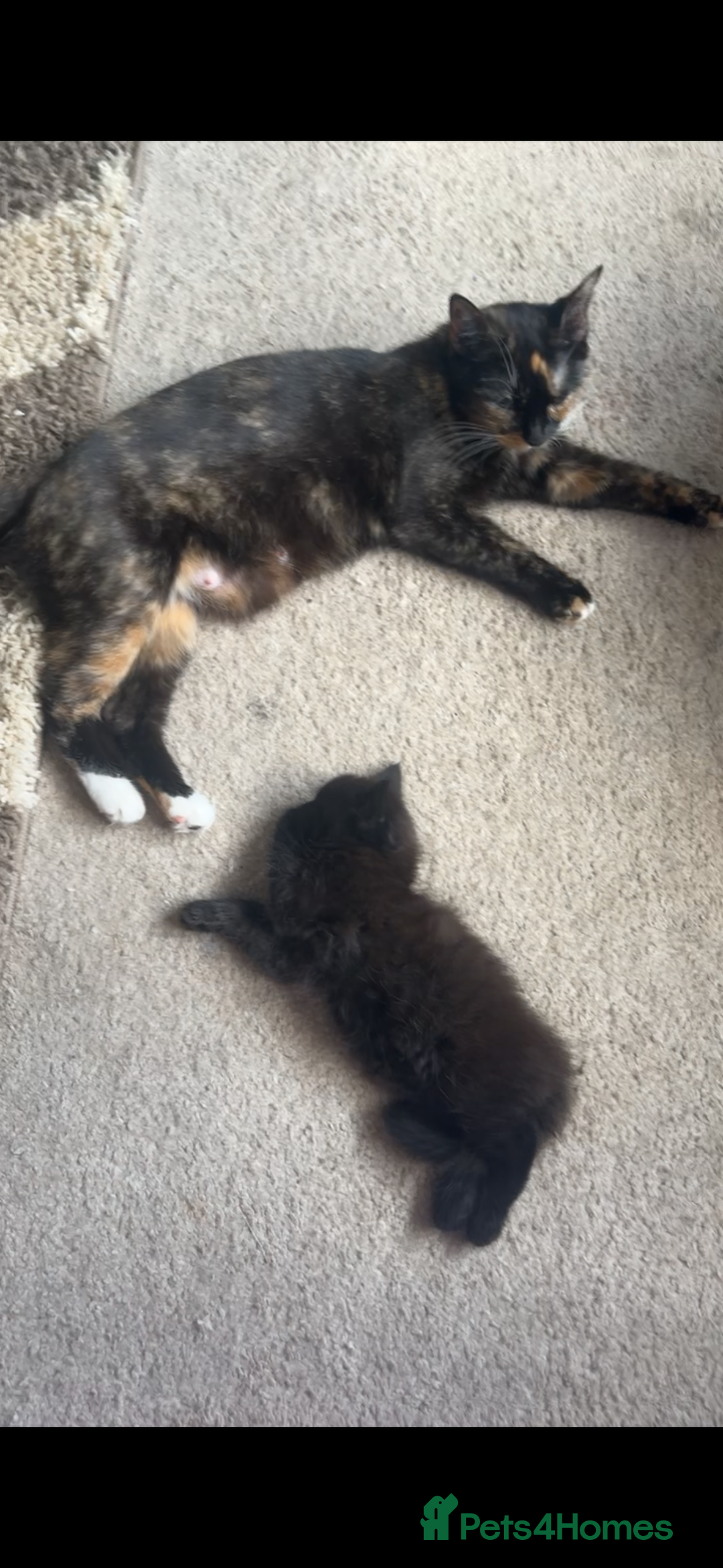 British Longhair cats for sale: 2 fluffy female kittens  - Image 3