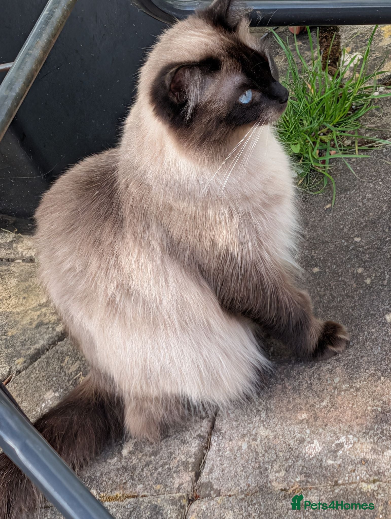 Ragdoll cats 5 pedigree ragdolls ready to go - Advert 1