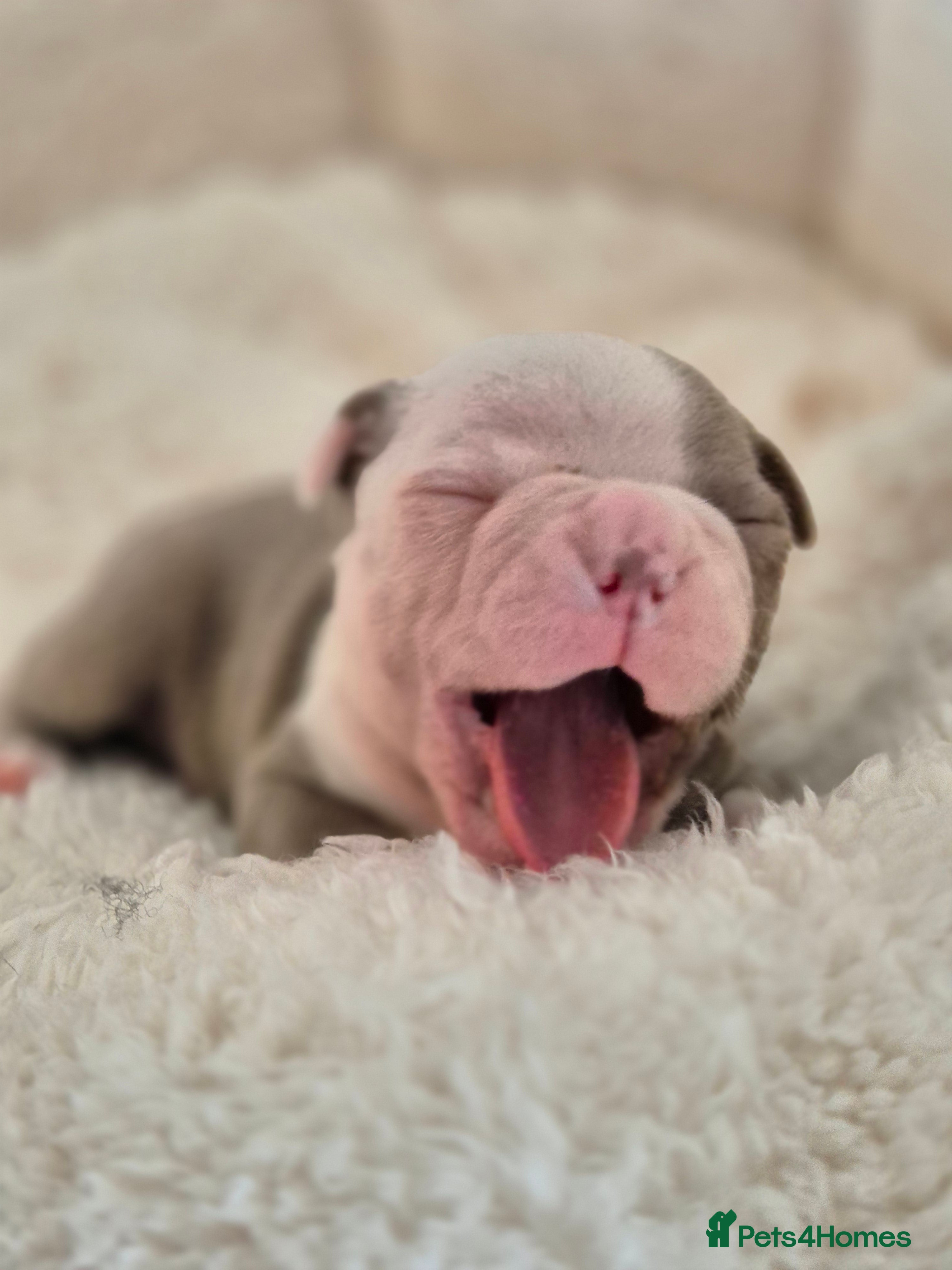 Boston Terrier dogs Kc Boston terrier puppies  - Advert 2