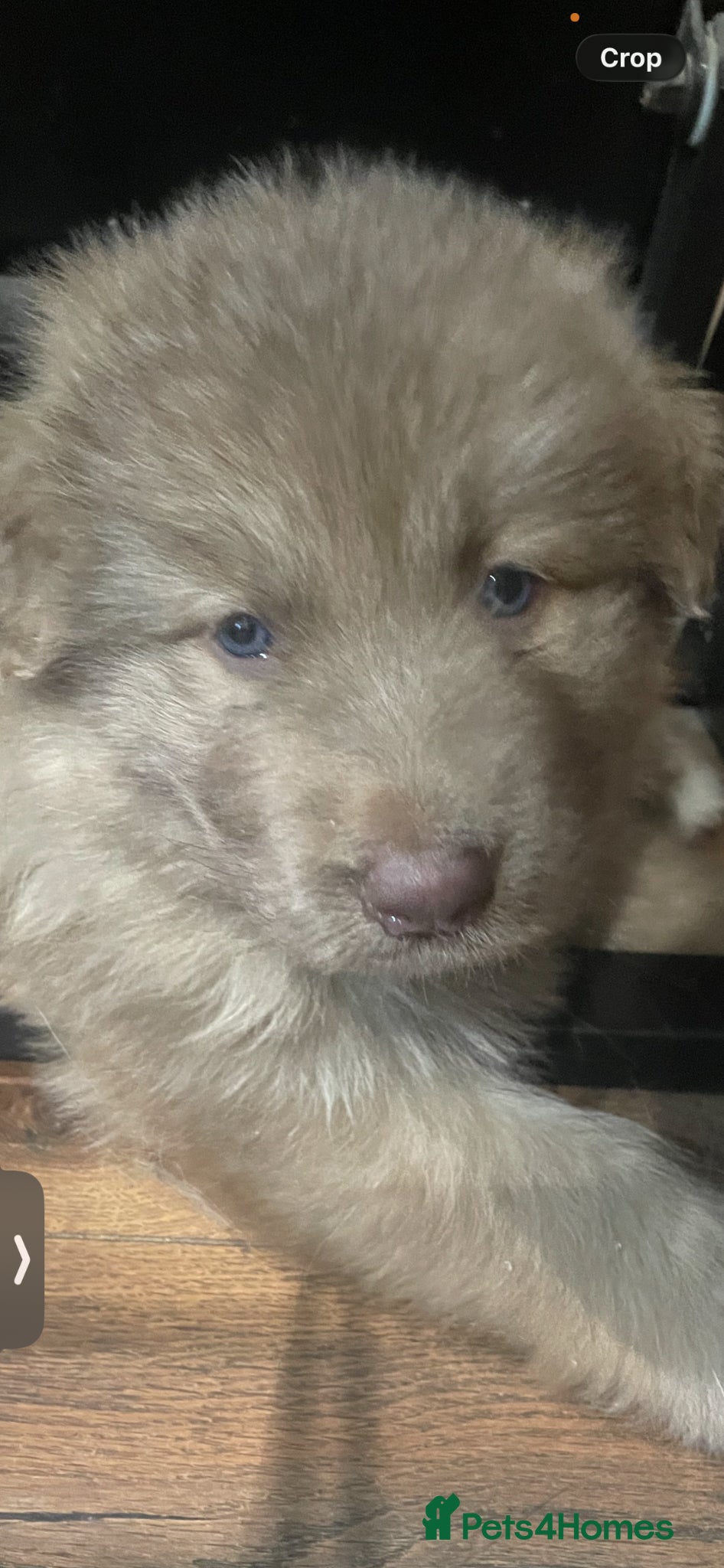 German Shepherd dogs for sale: Rare Isabella long coated German shepherd pup  in Bedford - Advert 3