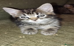 Mixed Breed cats for sale: Female tabby kitten - Image 2