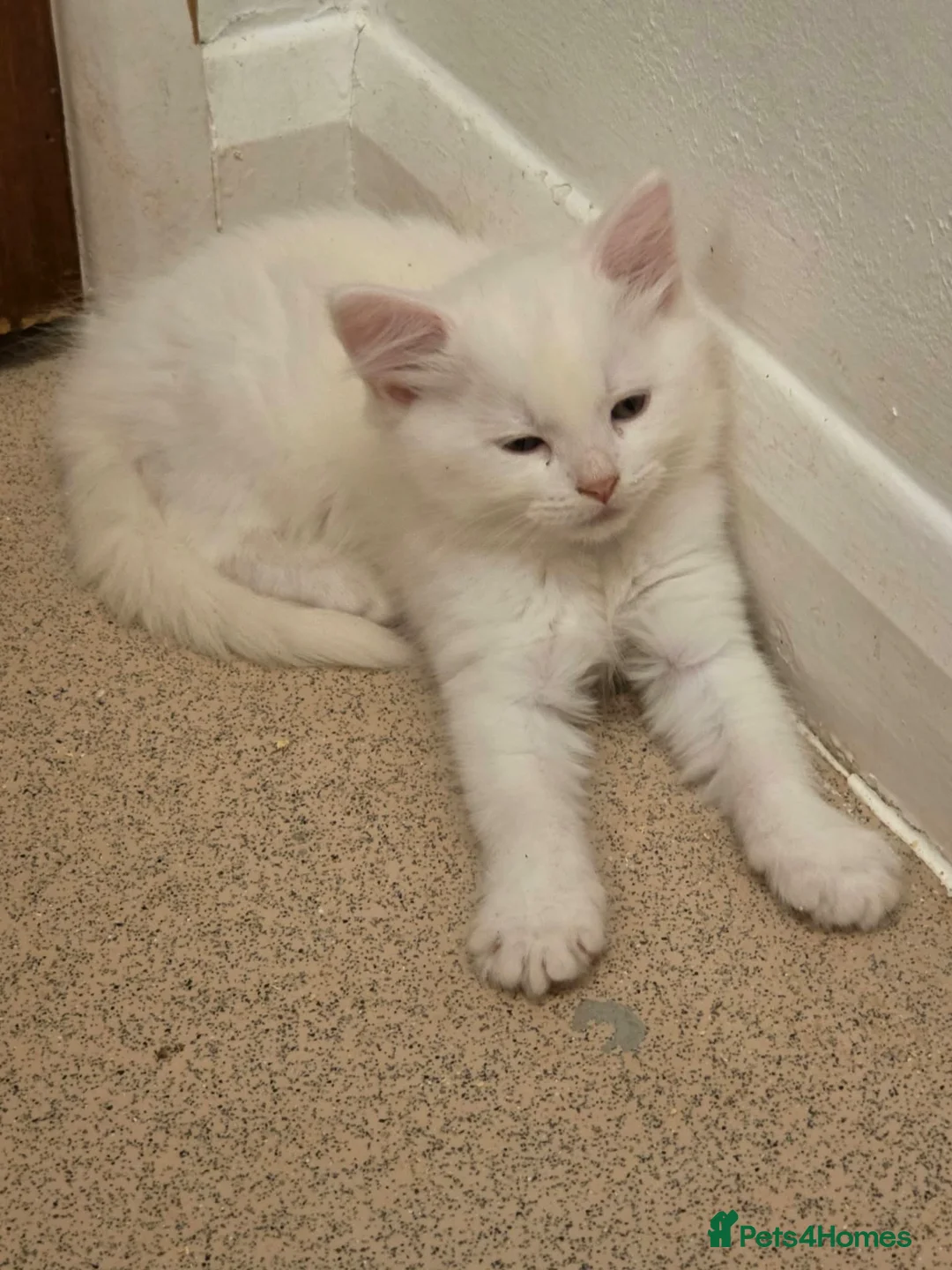 Mixed Breed cats for sale: Gorgeous kittens  - Advert 5
