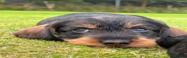 Dachshund 4