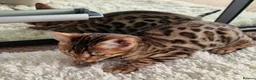 Bengal cats for sale: Clean, Healthy-Looking, and Charming Bengal Kitten in Birmingham - Advert 6